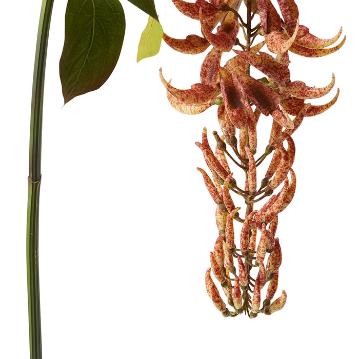 Jade Vine Flower Spray Pack of 4 - Rust, 140cm (H)