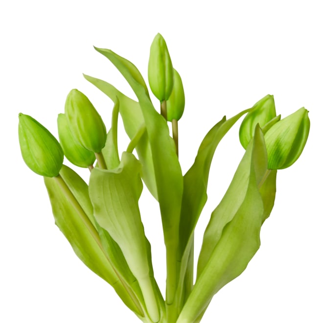 Tulip Bud Bundle Pack of 6 - Green, 30cm (H)