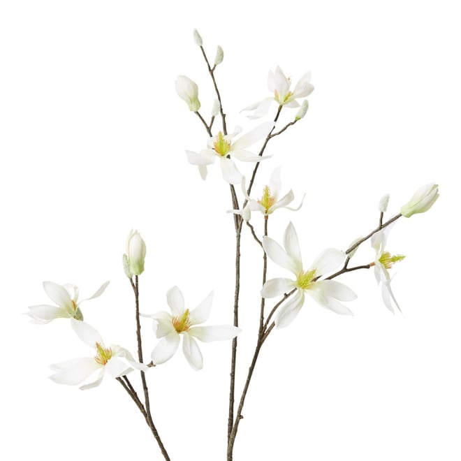 Magnolia Japanese Spray Pack Of 12 - White, 105cm (H)