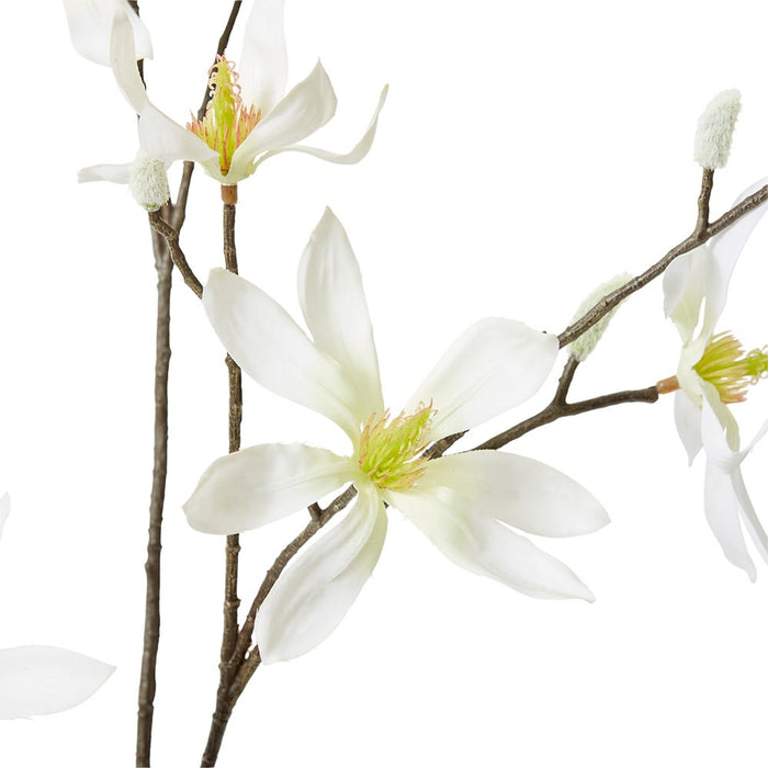 Magnolia Japanese Spray Pack Of 12 - White, 105cm (H)