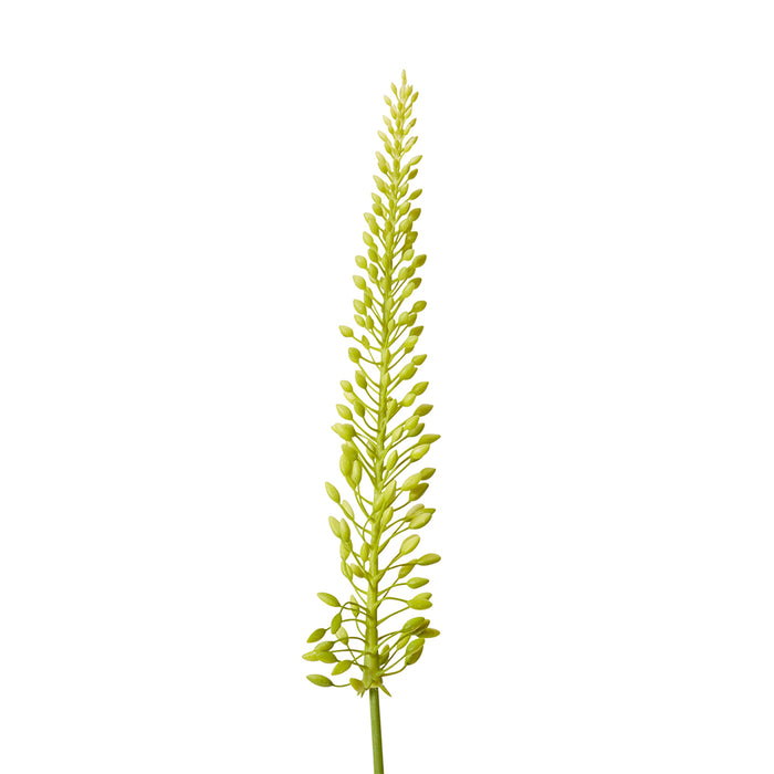 Foxtail Lily Mini Stem Pack Of 12 - Green, 75cm (H)