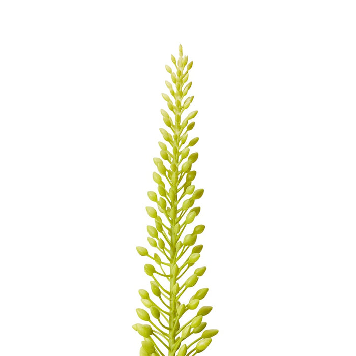 Foxtail Lily Mini Stem Pack Of 12 - Green, 75cm (H)