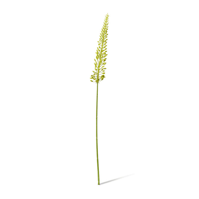 Foxtail Lily Mini Stem Pack Of 12 - Green, 75cm (H)