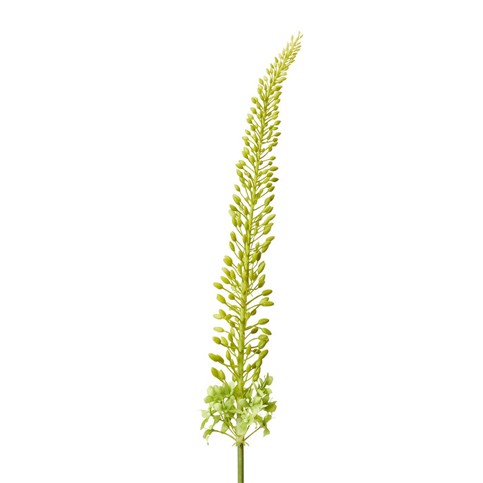 Foxtail Lily Stem Pack Of 12 - Green, 112cm (H)