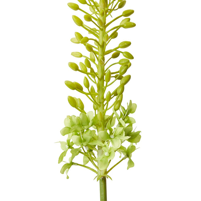 Foxtail Lily Stem Pack Of 12 - Green, 112cm (H)