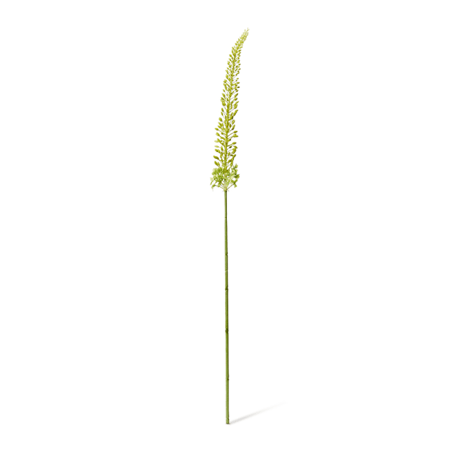 Foxtail Lily Stem Pack Of 12 - Green, 112cm (H)