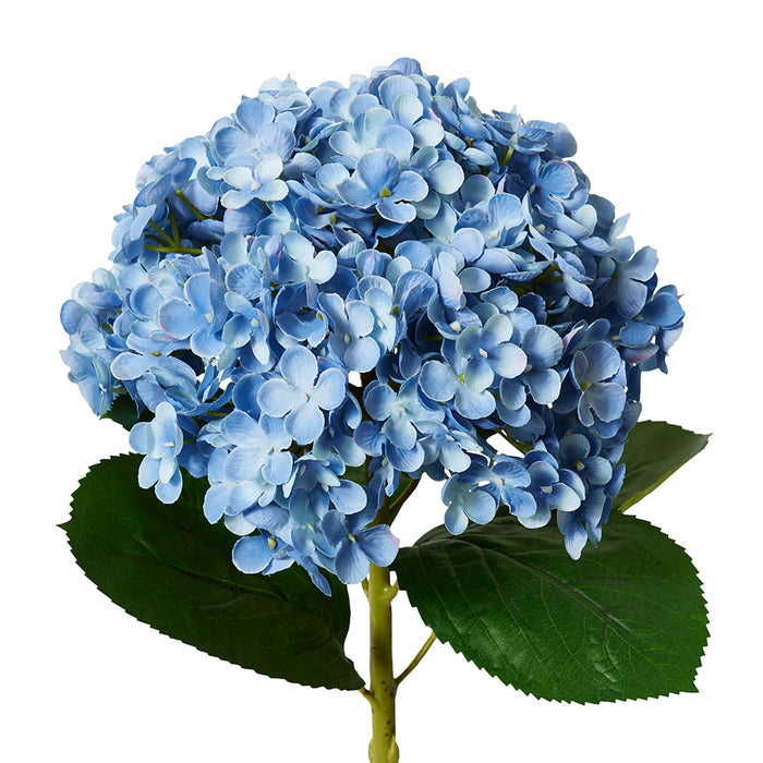 Hydrangea Stem Pack Of 12 - Blue, 75cm (H)