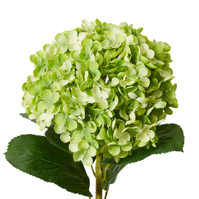 Hydrangea Stem Pack Of 12 - Green, 75cm (H)