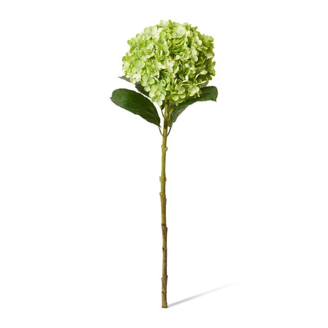 Hydrangea Stem Pack Of 12 - Green, 75cm (H)