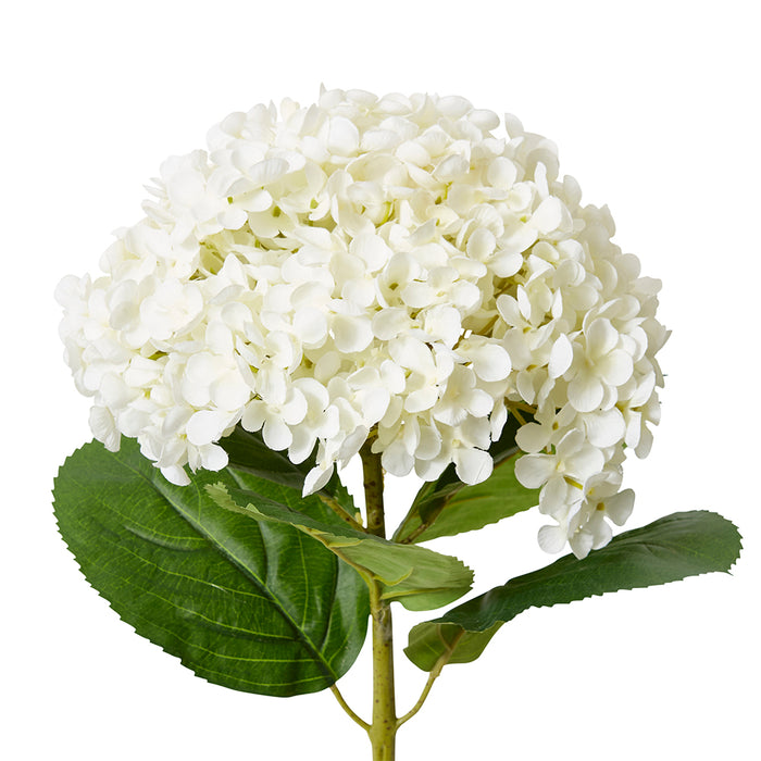 Hydrangea Stem Pack Of 12 - White, 75cm (H)