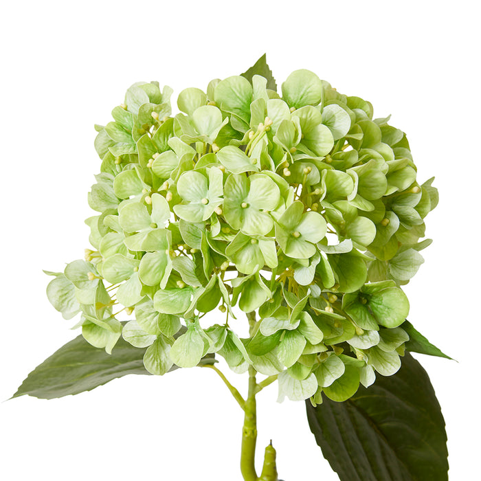 Hydrangea Bloom Stem Pack Of 12 - Green, 60cm (H)