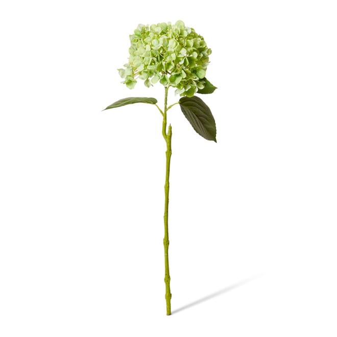 Hydrangea Bloom Stem Pack Of 12 - Green, 60cm (H)