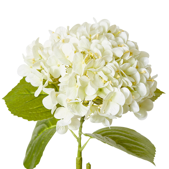 Hydrangea Bloom Stem Pack Of 12 - White, 60cm (H)