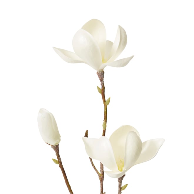 Magnolia Tree Spray Pack Of 12 - White, 72cm (H)