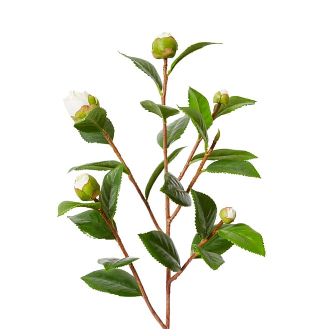Camellia Bud Spray Pack Of 12 - White/Green, 66cm (H)
