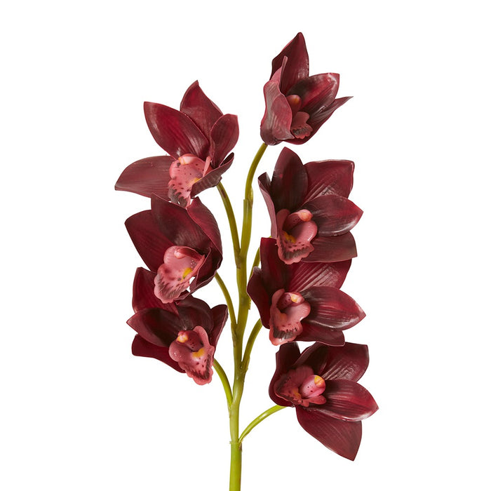 Cymbidium Lush Stem Pack Of 12 - Burgundy, 58cm (H)