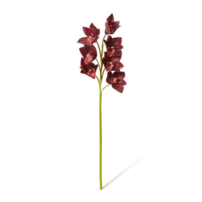Cymbidium Lush Stem Pack Of 12 - Burgundy, 58cm (H)