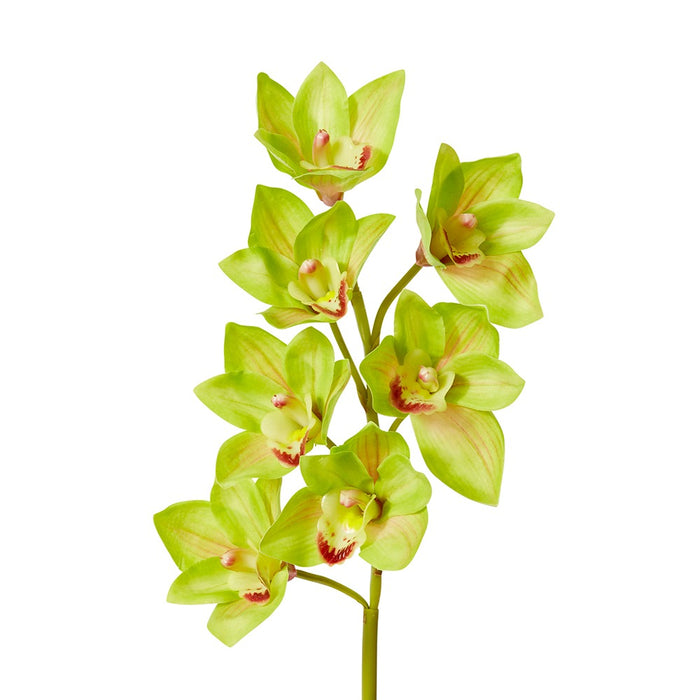 Cymbidium Lush Stem Pack Of 12 - Green, 58cm (H)