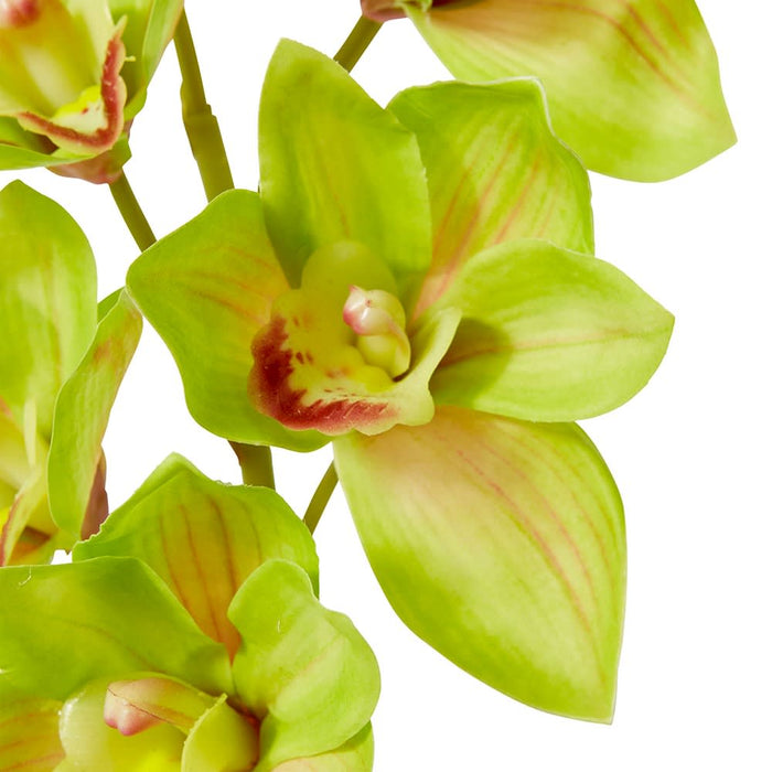 Cymbidium Lush Stem Pack Of 12 - Green, 58cm (H)