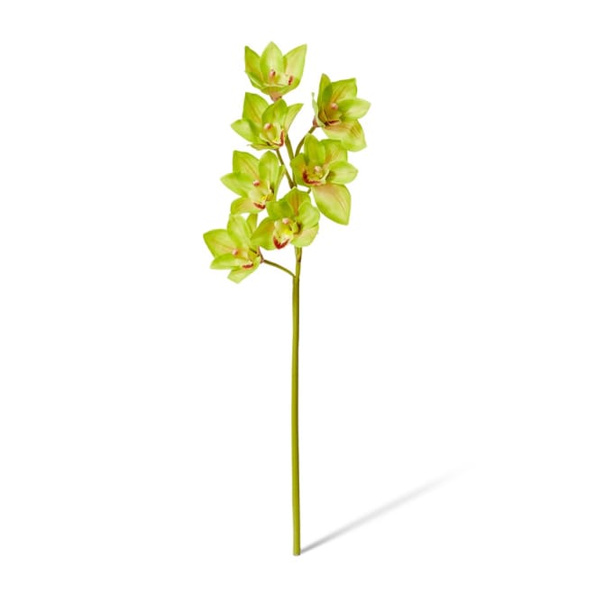 Cymbidium Lush Stem Pack Of 12 - Green, 58cm (H)