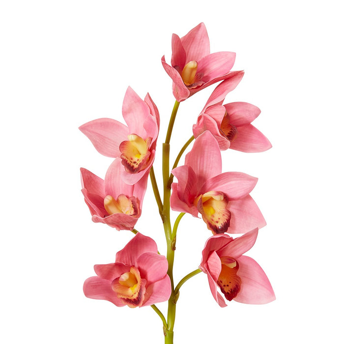 Cymbidium Lush Stem Pack Of 12 - Mauve, 58cm (H)