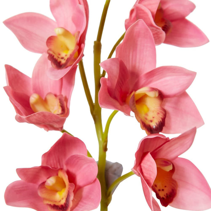Cymbidium Lush Stem Pack Of 12 - Mauve, 58cm (H)