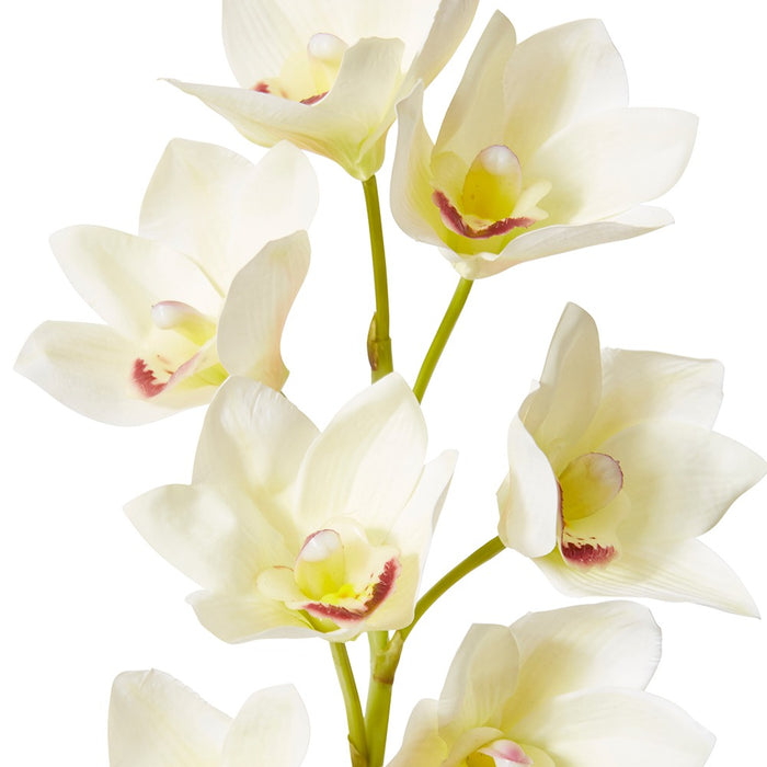 Cymbidium Lush Stem Pack Of 12 - White, 58cm (H)