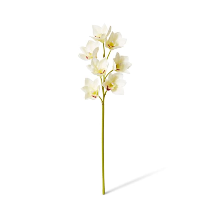 Cymbidium Lush Stem Pack Of 12 - White, 58cm (H)