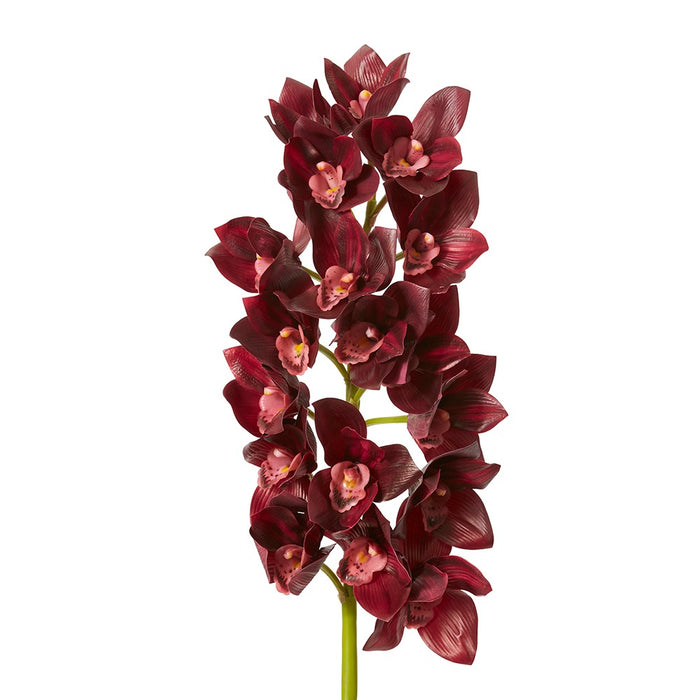 Cymbidium Lush Stem Pack Of 12 - Burgundy, 112cm (H)