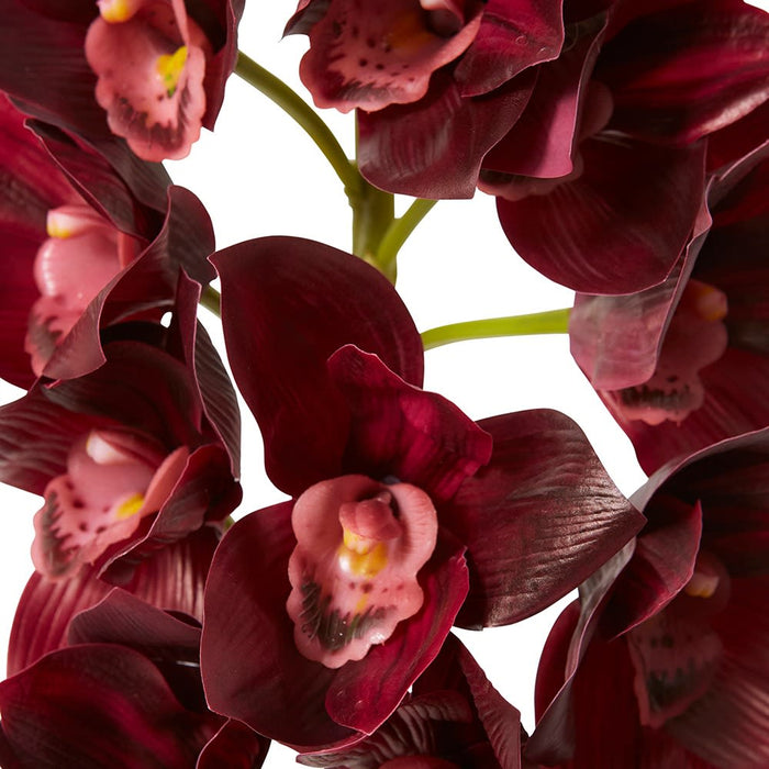Cymbidium Lush Stem Pack Of 12 - Burgundy, 112cm (H)
