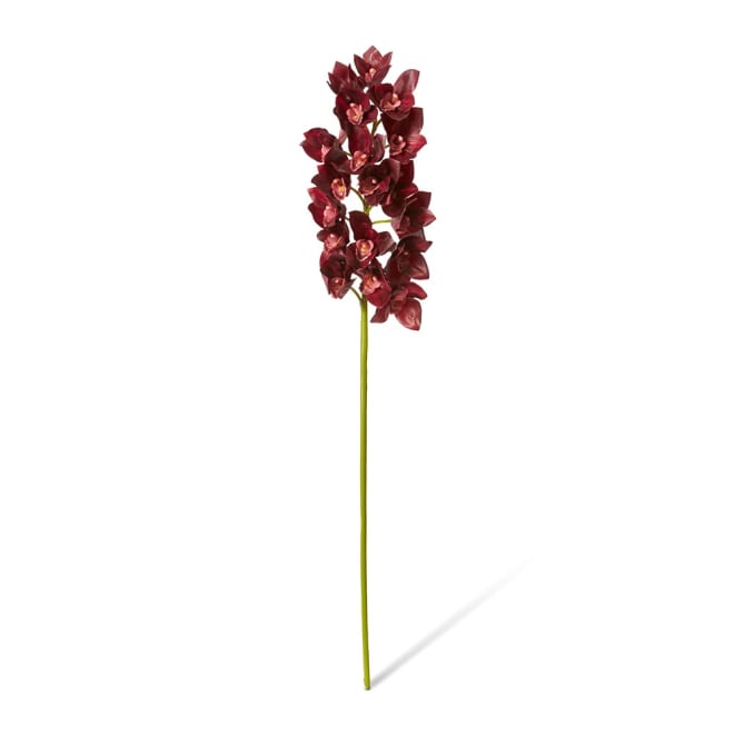 Cymbidium Lush Stem Pack Of 12 - Burgundy, 112cm (H)
