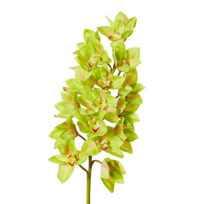 Cymbidium Lush Stem Pack Of 12 - Green, 112cm (H)