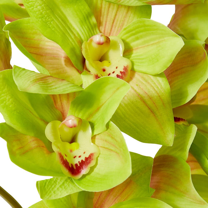 Cymbidium Lush Stem Pack Of 12 - Green, 112cm (H)