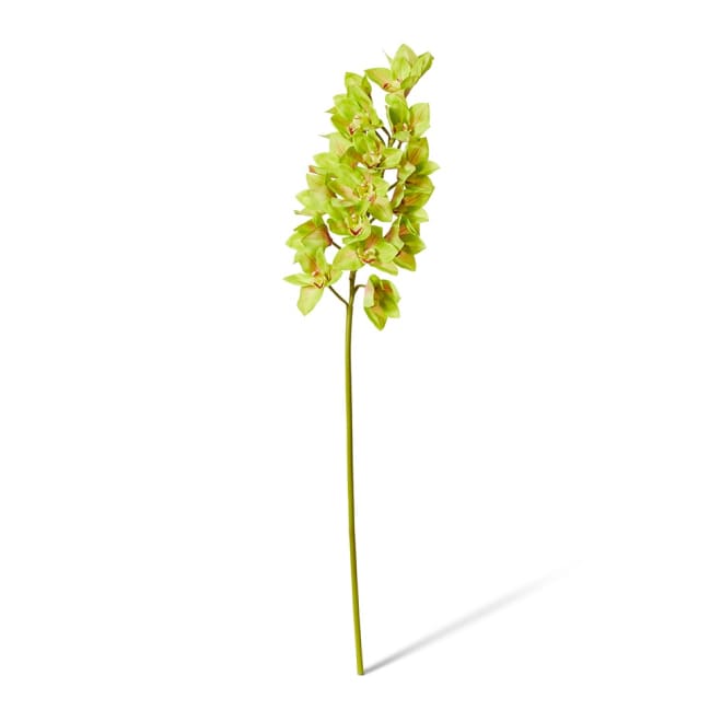 Cymbidium Lush Stem Pack Of 12 - Green, 112cm (H)
