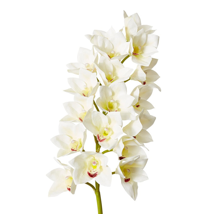 Cymbidium Lush Stem Pack Of 12 - White, 112cm (H)