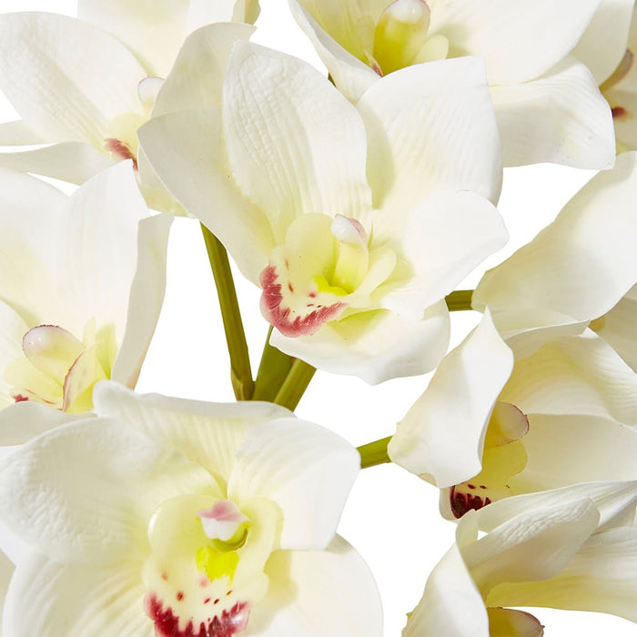 Cymbidium Lush Stem Pack Of 12 - White, 112cm (H)