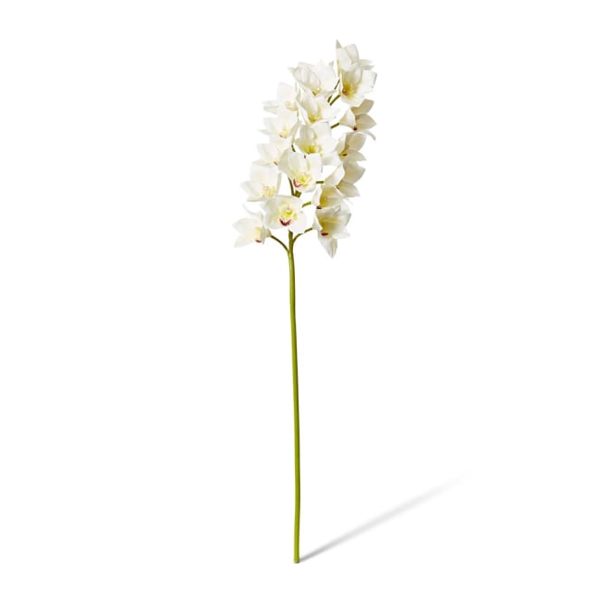 Cymbidium Lush Stem Pack Of 12 - White, 112cm (H)