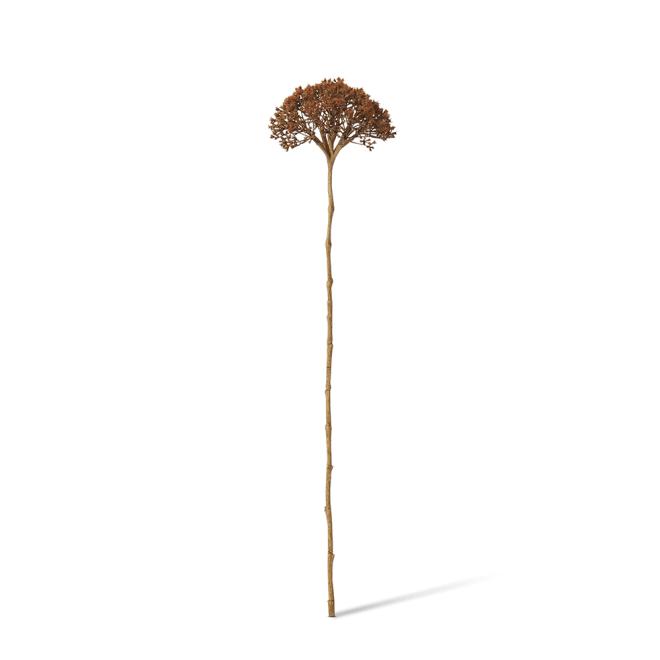 Queen Ann Lace Stem Pack Of 12 - Brown, 53cm (H)