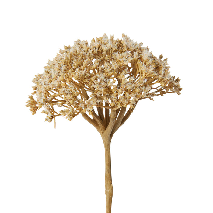 Queen Ann Lace Stem Pack Of 12 - Light Brown, 53cm (H)