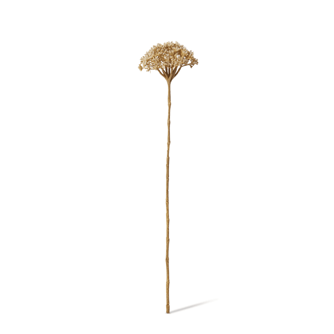 Queen Ann Lace Stem Pack Of 12 - Light Brown, 53cm (H)