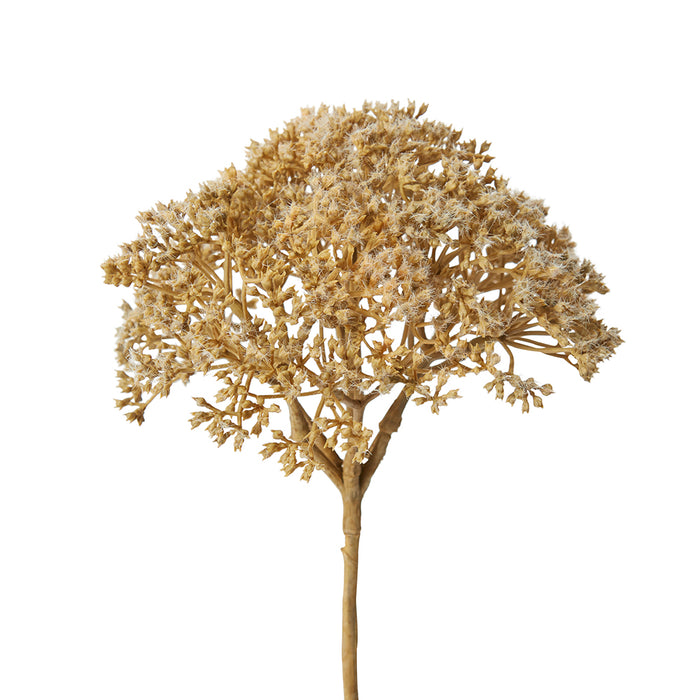 Queen Ann Lace Stem Pack Of 12 - Light Brown, 69cm (H)