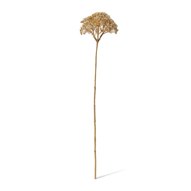 Queen Ann Lace Stem Pack Of 12 - Light Brown, 69cm (H)