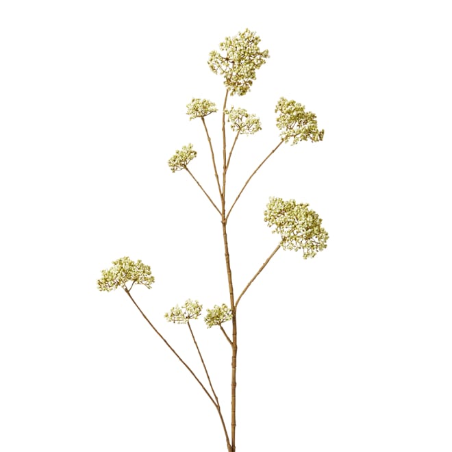 Skimmia Spray Pack Of 12 - White, 104cm (H)