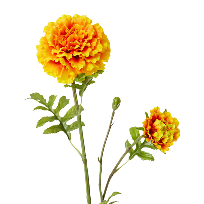 Marigold Spray Pack Of 12 - Orange, 64cm (H)