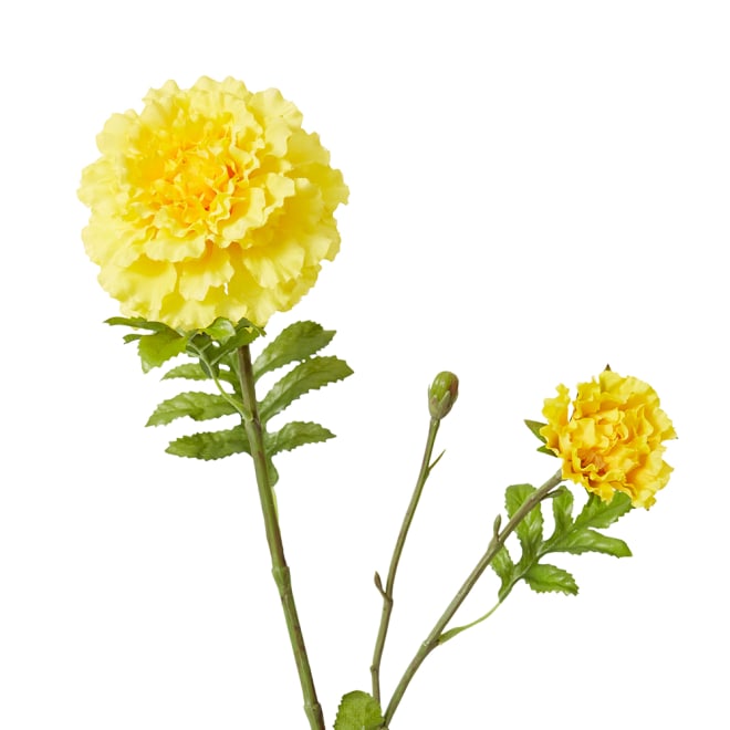 Marigold Spray Pack Of 12 - Yellow, 64cm (H)