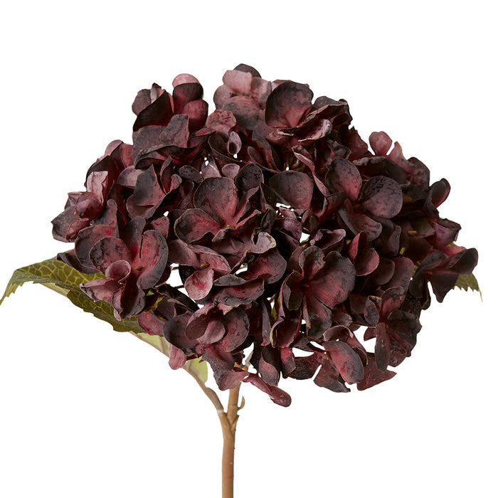 Hydrangea Rapture Stem Pack Of 12 - Dusty Burgundy, 47cm (H)