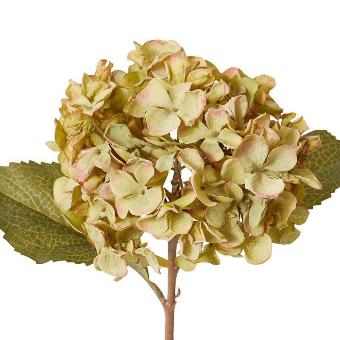 Hydrangea Rapture Stem Pack Of 12 - Dusty Green, 47cm (H)