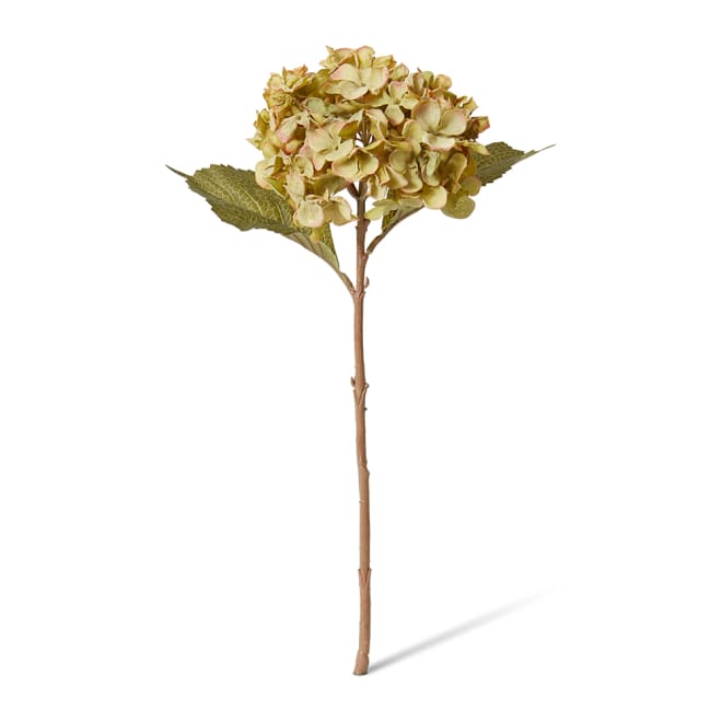 Hydrangea Rapture Stem Pack Of 12 - Dusty Green, 47cm (H)