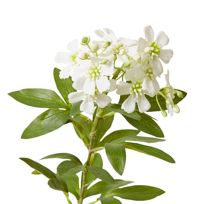 Lace Flower Stem Pack Of 12 - White, 100cm (H)