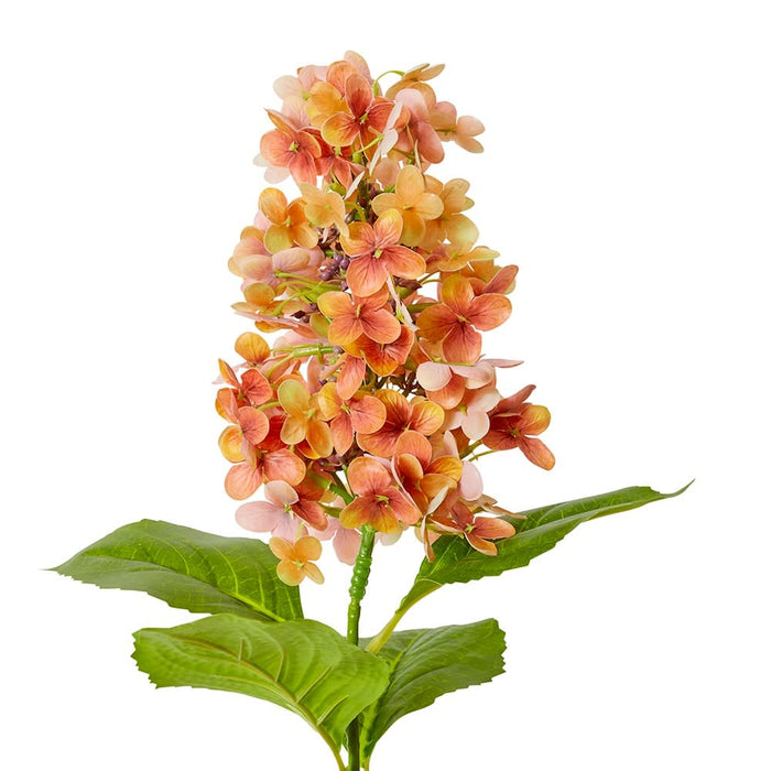 Cone Hydrangea (RT) Pack of 12 - Orange, 75cm (H)